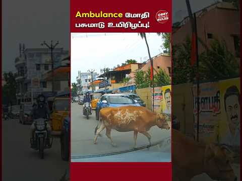 Ambulance மோதி பசுமாடு உயிரிழப்பு #straycows #chennai #otr #obeytherules