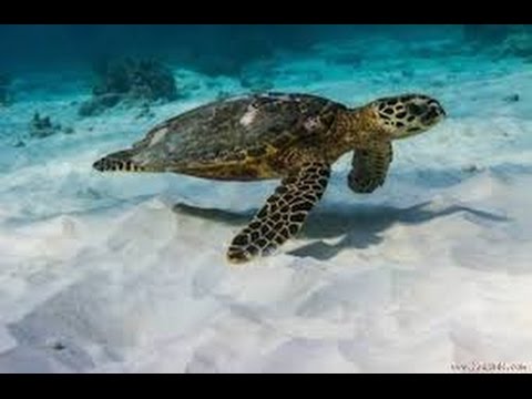 Sea Turtles Documentary HD - Turtles & Tortoises Turtle & Tortoise