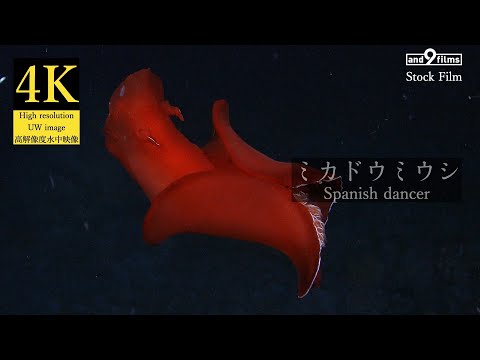 【4K 水中映像】ミカドウミウシ / Spanish dancer / Hexabranchus sanguineus