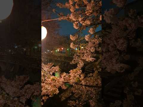 【観光地】雨と夜桜