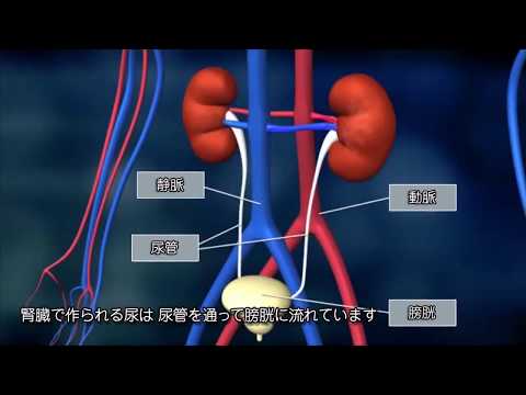 【バイエル サイエンスビデオ】知っておきたい、腎臓のはたらき