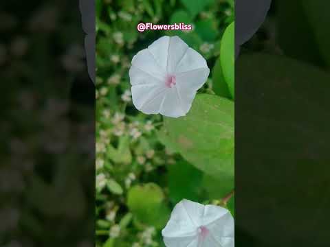 Colourful morning glories in Nature #shorts #flowers #nature