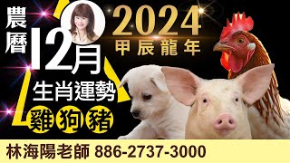 2024農曆12月，生肖運勢大解析（雞、狗、豬）【林海陽】_20241225