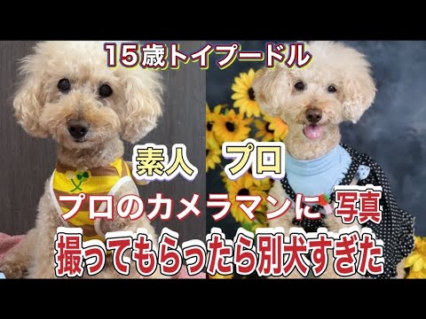 老犬がプロカメラマンさんに撮ってもらったら別犬になりました☺️💓