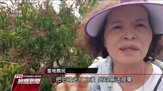 恆春洋蔥傳炭疽病 愛文芒果遭薊馬蟲害｜20210328 公視晚間新聞