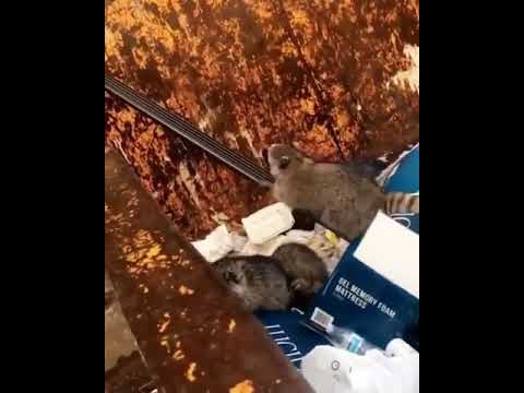 🦝ゴミ箱から出られないアライグマ🎥カメラ目線