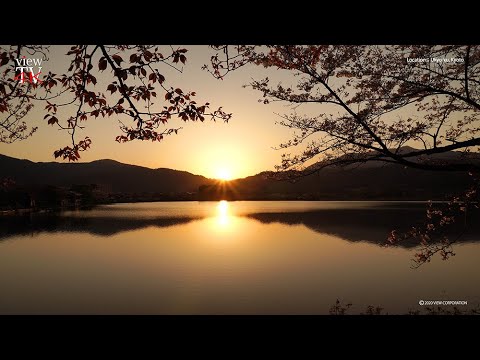 4K KYOTO [viewTV-105] 京都 嵯峨 広沢池の夕景 "Evening view of Kyoto Saga Hirosawa Pond"