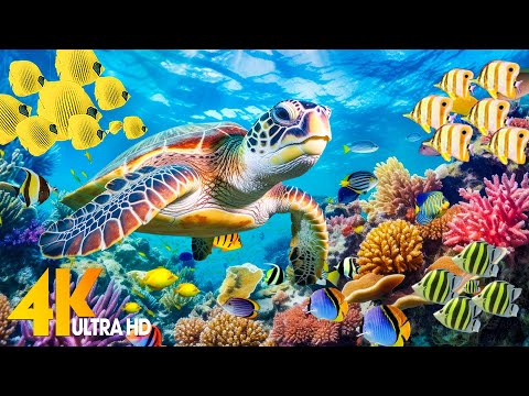 Under Red Sea 4K - Beautiful Coral Reef Fish in Aquarium, Sea Animals for Relaxation - 4K Video #2