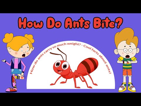 How Do Ants Bite? - How do ants carry so much weight? - Cool facts about ants! - Learning Junction