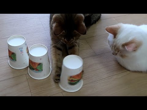 原來布丁與麻吉聰明的很   Cats Are Smart