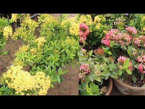 How to Grow and Care Ixora Plant // Best flowering plant //Tips to Getting Ixoras to Bloom