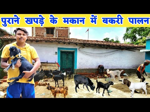 21 साल के युवा ने बनाया अनोखा बकरी फार्म | Goat farm start up | Goat farming