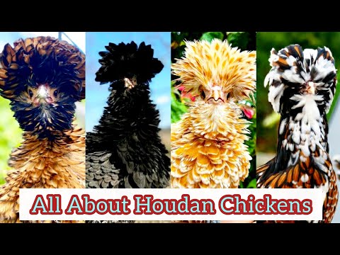 12 Different Colours of Polish Chicken Breed | Polish Fancy Chicken Farm Guideline for Beginners