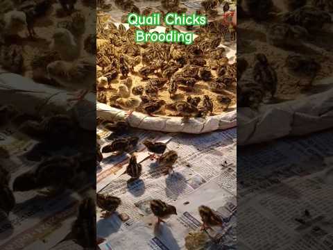 Quail Chicks Brooding #ytshorts #desipoultryfarming #poultryfarming #sbfarmsbilaspur