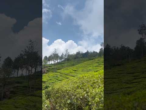 Coonoor tea plantation #teaplantations  #tour #naturelovers #nature #naturephotography #coonoor