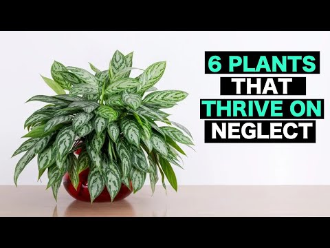 Top 6 Plants That Thrive on Neglect - Lazy Gardener Dream.