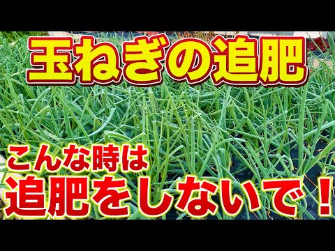 【玉ねぎ】追肥のタイミングは？こんな症状が出てたら追肥はストップ！とう立ちの原因になります！