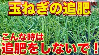 【玉ねぎ】追肥のタイミングは？こんな症状が出てたら追肥はストップ！とう立ちの原因になります！