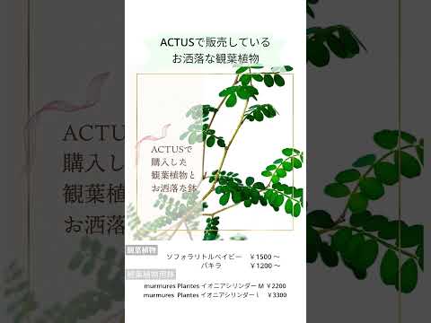 ACTUSで販売してる観葉植物や鉢【ACTUS観葉植物】　＃shorts