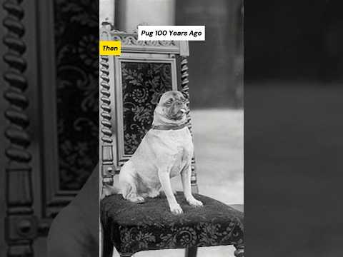 Dog Breeds 100 Years Ago vs. Now #weimaraner #pug #dogs #shorts