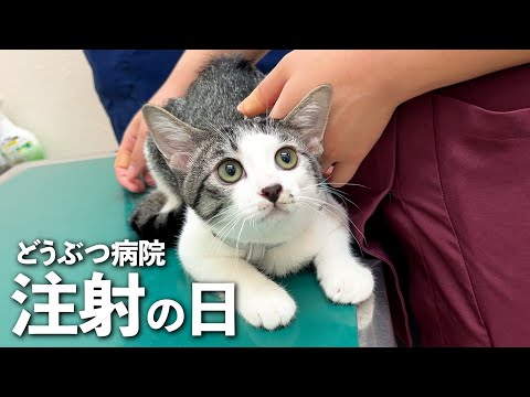 保護した子猫を病院に連れて行きました｜犬と猫｜保護猫｜デカプー