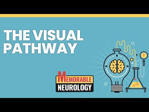 Visual Pathway Mnemonics (Memorable Neurology Lecture 10)