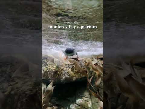 Adorable Sea Otters at Monterey Bay Aquarium! 🌊 #shorts