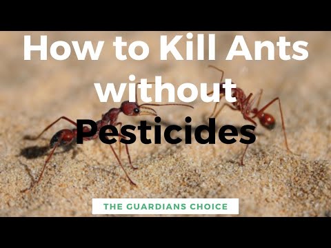 How to Kill Ants without Pesticide | The Guardians Choice