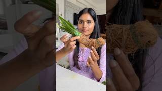 Let’s make Parrot for festival decor |DIY #festivaldecor #toranam #parrotvideo  #diwalidecor #shorts