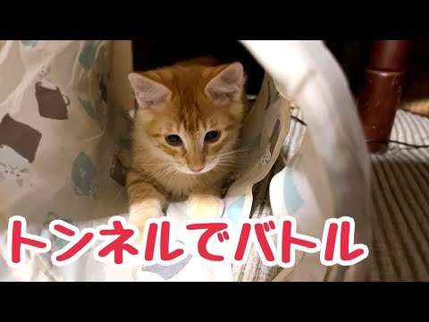 子猫が1人で遊んでいるとお兄ちゃん達が集まって来ます