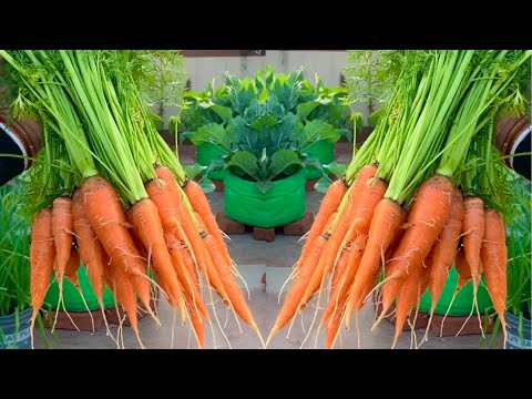 Massive Carrot Harvesting From My Rooftop Terrace Garden // Organic Carrot Harvesting