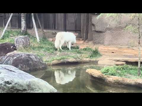 幻の白いオオカミ　ホッキョクオオカミの親子展示　那須どうぶつ王国