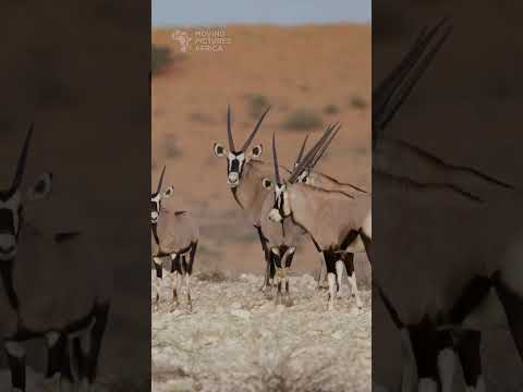 Gemsbok on ridge. #gemsbok #antelope #kgalagadi #kalahari #wildlife #botswana #safari #animals