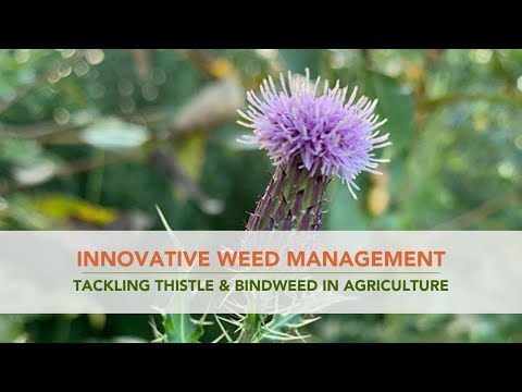 Innovative Weed Management: Tackling Thistle and Bindweed in Agriculture