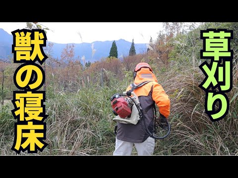 ウサギの寝床を草刈りして住めない環境にした！