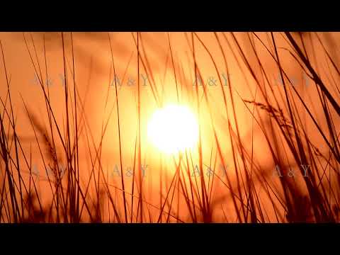 Grass at sunset. Sunset in the meadow.