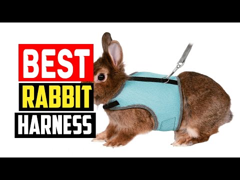 ✅Best Rabbit Harness in 2023