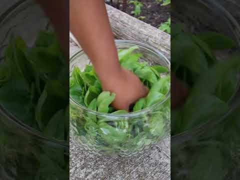 Fresh Basil Harvest