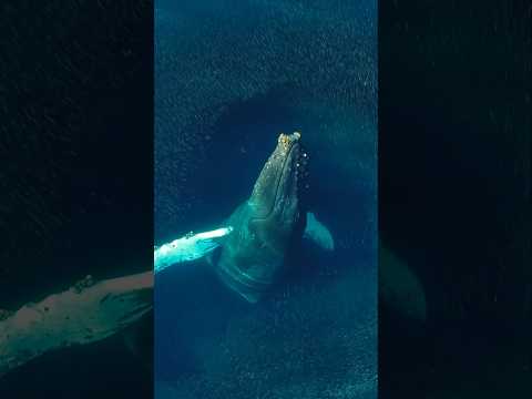 One of the most beautiful scenes I’ve ever filmed! #whale #nature #wildlife #shorts