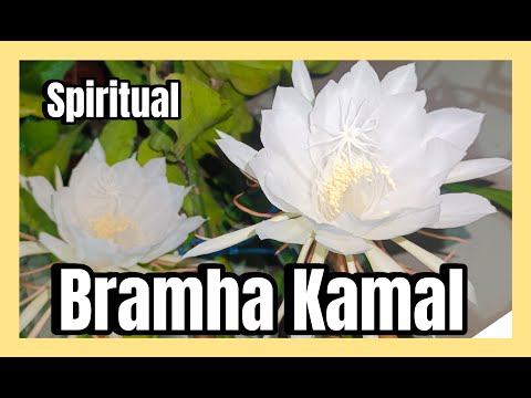 Bramha Kamal -Blooming Flower-#houseplants #gardening #flowers