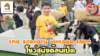 The Scenery Vintage Farm: ชมโชว์สุนัขต้อนเป็ดสุดน่ารักกับน้องสุนัขสายพันธุ์ Strong eye จากนิวซีแลนด์