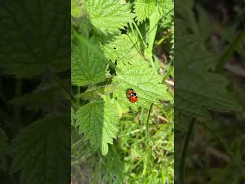 Ladybug Jitterbug #dance #ladybugs #ladybird #nature #naturephotograpy #outdoors #shortsyoutube