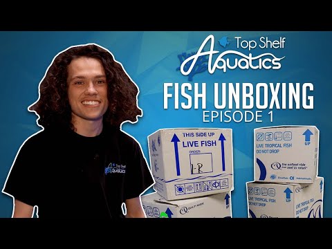 Top Shelf Aquatics Fish Unboxing - Episode 1 - Davis unboxes this weeks shipment!