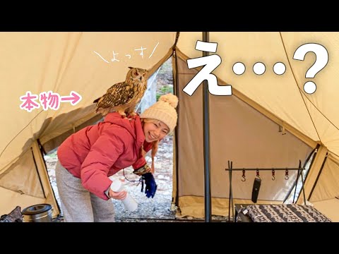 Go camping with owl in Japan