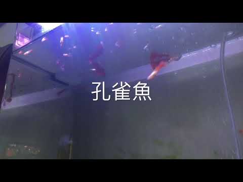 孔雀魚成長日記