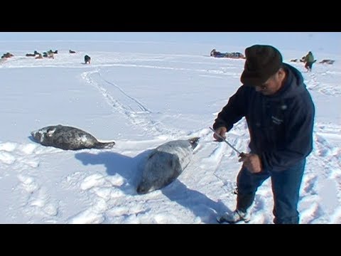 An Inuit quartering a seal with wich will feed to its sled dogs - Nanoq 2007 expedition