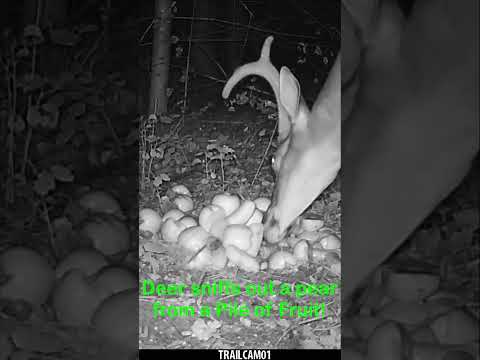 Whitetail Deer sniffs out a juicy Pear from a Pile of Fruit! #wildlife #trailcam #whitetaildeer