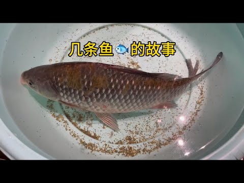 几条鱼🐟的故事#生命哲学 #活着 #鲫鱼