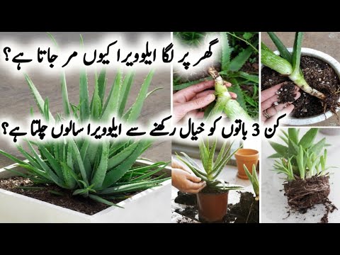 Aloe Vera Plant Care/Aloevera Plant Propogation/How to Grow Aloe vera at Home