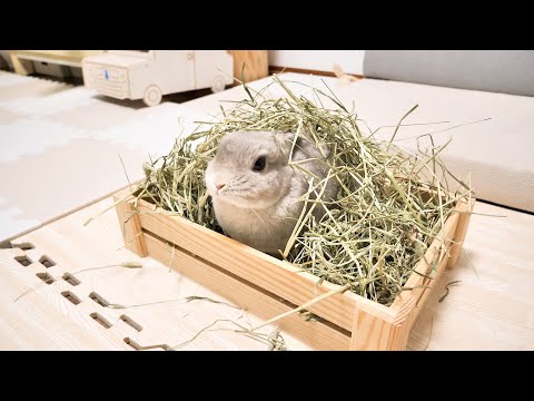 飼い主の仕掛けておいたホイホイにまんまと引っ掛かるも、何不自由なく暮らし始めるうさぎさん